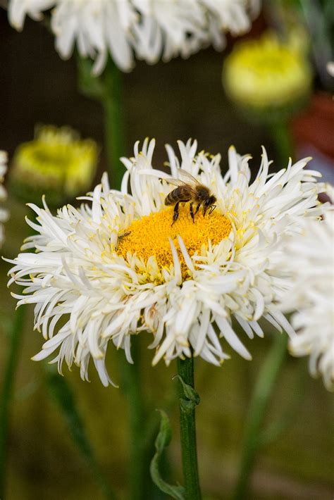 Леукантемум (нивяник) Реал Гэлакси Leucanthemum Real Galaxy - купить ...