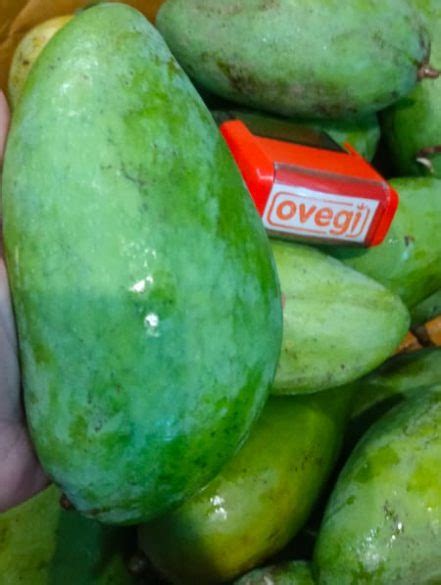 Mangga Kiojay Jumbo Ovegi