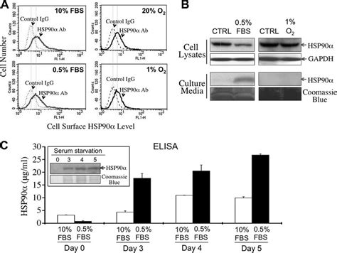 Hsp Secretion Induced By Serum Starvation A Cell Surface Hsp