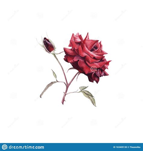 Hand Drawn Watercolor Red Rose with Bud Isolated on White Background ...