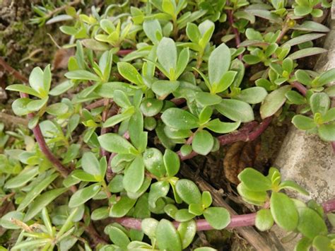 The Good Weed Series Purslane Portulaca Oleraceav Desert Gardening