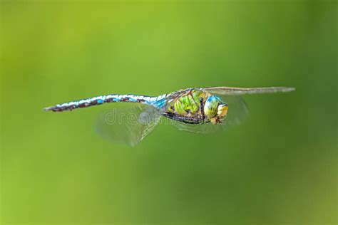 Southern Or Blue Hawker In Flight Stock Photo Image Of Europa Pond