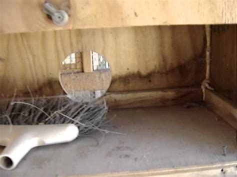 quail nesting box - YouTube
