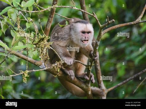 White Fronted Capuchin Hi Res Stock Photography And Images Alamy