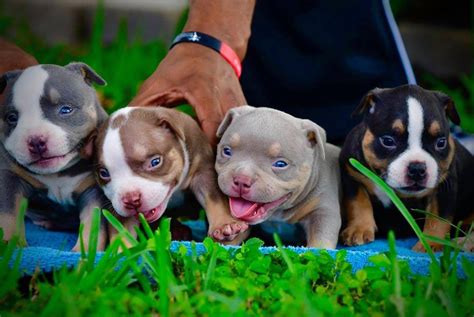 Xl Bully Puppies Near Me - Xl American Bully Puppies For Sale Near Me ...