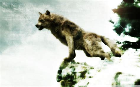 Twilight Jacob Wolf Wallpapers - Wallpaper Cave