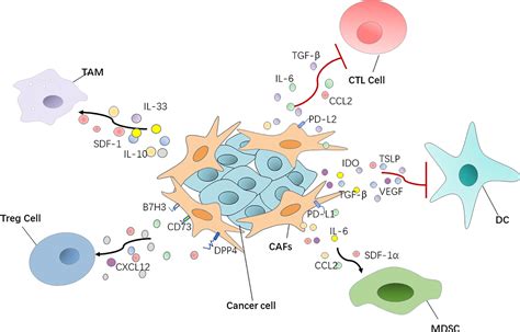 Frontiers Cancer Associated Fibroblast Heterogeneity A Factor That