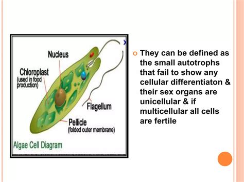 Algae General Characters And Classification Ppt