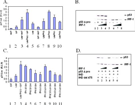 The N Terminal Interferon Binding Domain IBiD Homology Domain Of P300