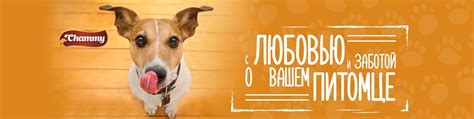 Chammy ® Россия | Chammy® - один из ведущих брендов на рынке ...