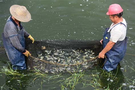 The Ultimate Guide to Tilapia Farming in 2023 - YUKE - Fish Processing Machine Manufacturer