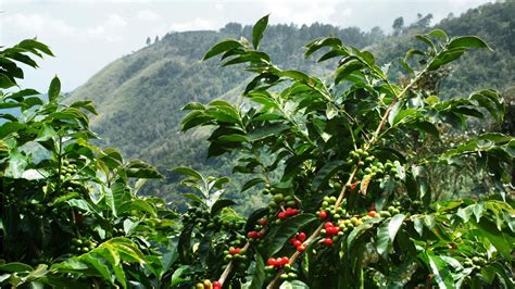 Tanzania Coffee Industry Profile Coffee Streets