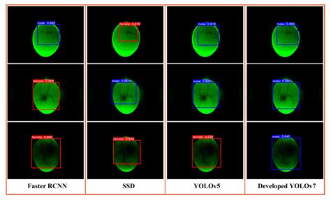 Exploratory Study Of Sex Identification For Chicken Embryos Based On Blood Vessel Images And