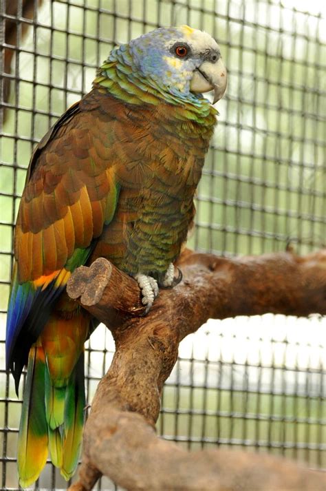 Amazona Guildingii Königsamazone St Vincent Parrot Parrot