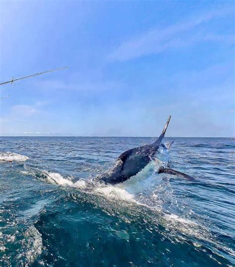 21 De Novembro Dia Mundial Da Pesca Ambiente E Boas Praticas