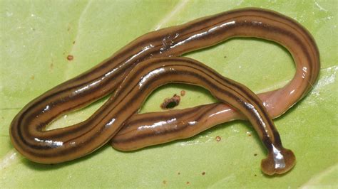 Toxic Worms In Georgia Hammerhead Flatworm 11alive