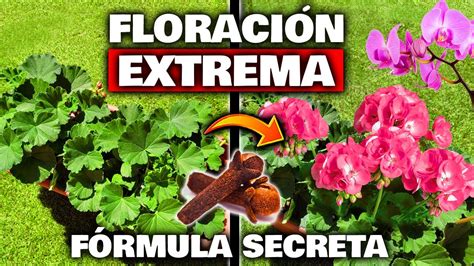 ENTIERRA CLAVO DE OLOR en tus PLANTAS y NO CREERÁS lo que SUCEDE