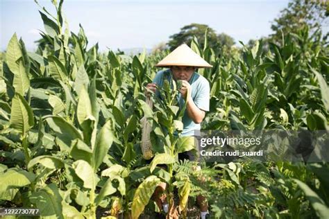 Natural Resources Of Cuba Photos and Premium High Res Pictures - Getty ...