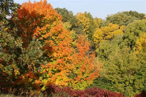 Minnesota DNR Shares When to Expect Fall Colors, Where to Enjoy Them ...