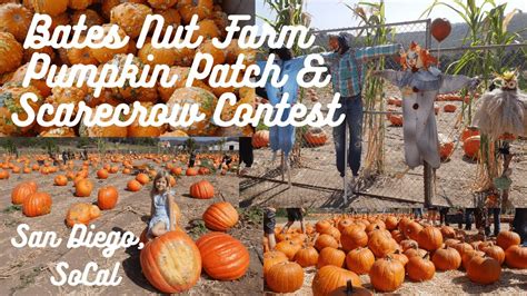 Best Pumpkin Patch In Socal Bates Nut Farm Pumpkin Patch And