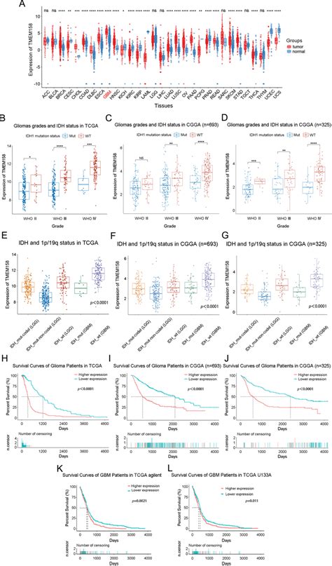 Tmem Mrna Is Highly Expressed In Idh Wt Gbms And Is Correlated With