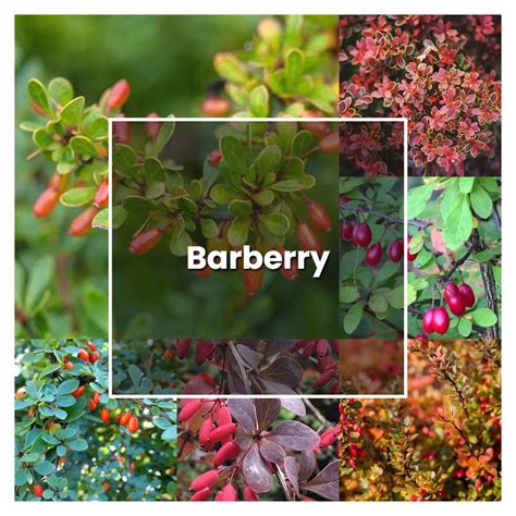 How To Grow Barberry Plant Care And Tips Norwichgardener