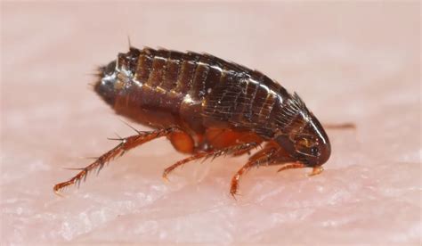 Telltale Signs You Might Have A Flea Infestation Rowland Pest