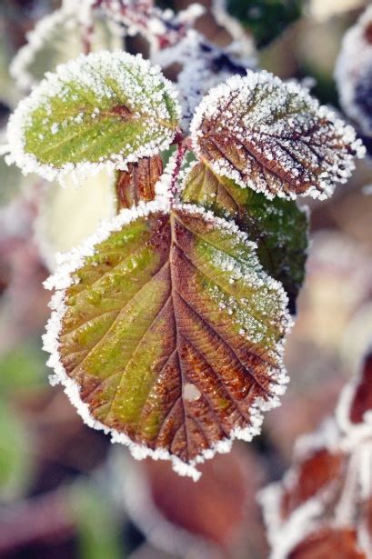 Autumn Leaves Frost Hoarfrost Foliage Free Stock Photo Public Domain