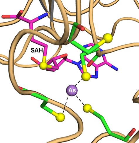 具有3位键合的As（III）的As（III） S- 腺苷甲硫氨酸甲基转移酶的结构描述了催化的第一步,Biochemistry - X-MOL