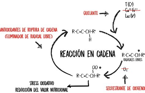 Las Fases Del Proceso De Oxidaci N