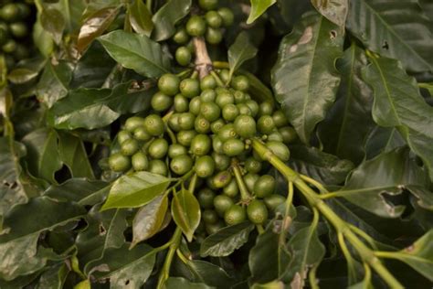 Websérie apresenta trabalho de cafeicultores na Região do Cerrado