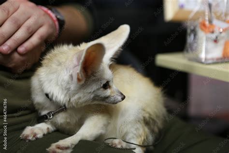 Fennec fox as pet. Wild animal at home. FoxFamilyFest (Fox Family Fest ...