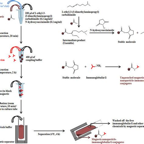 Schematic Representation Of The Immunoglobulin G And Magnetic Download Scientific Diagram