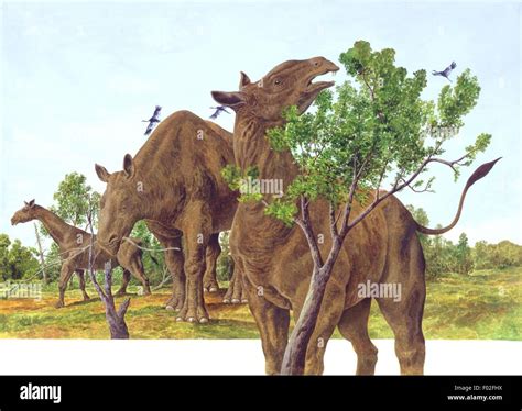 Palaeozoology - Oligocene/Miocene period - Extinct mammals ...