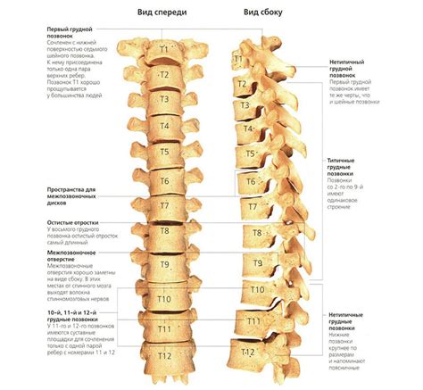 МРТ шейного отдела позвоночника в Москве