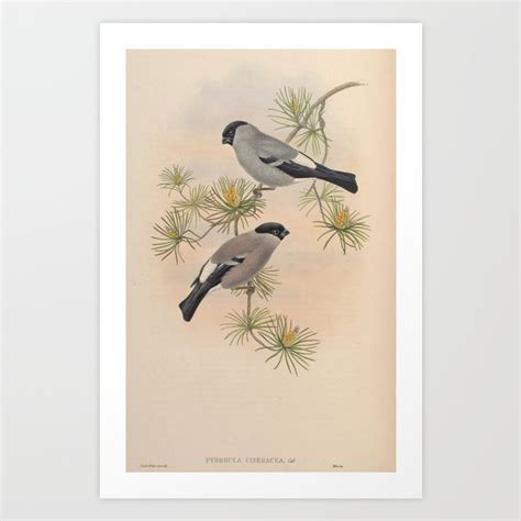 Cinereous Bullfinch Print From Goulds Birds Of Asia 1883 Art Print