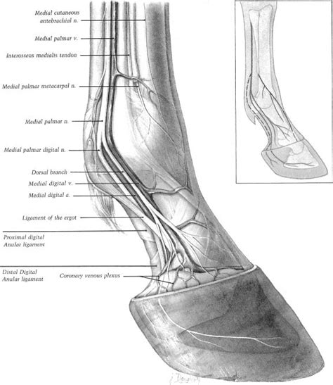 172 best images about Horse - Anatomy on Pinterest | Muscle, The muscle ...