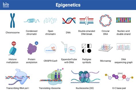 Icon Pack Epigenetics BioRender Science Templates