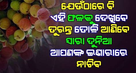 କେଉଁଠି ବି ଏହି ଫଳ ମିଳିଲେ ତୋଳି ନିଅନ୍ତୁ । ସାତ ଜନ୍ମ ପର୍ଯ୍ୟନ୍ତ ଧନ ଶେଷ ହେବ