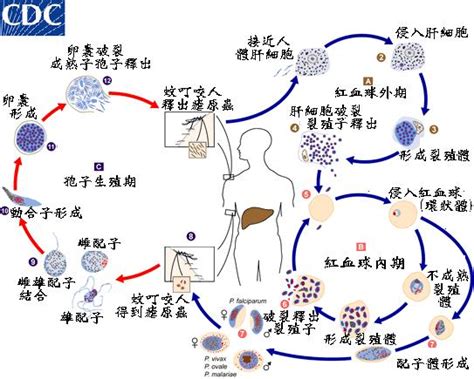 瘧原蟲 于萱的生物筆記