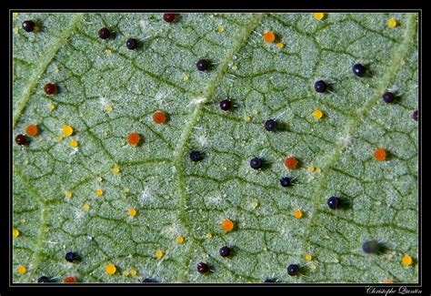 Phyllactinia Guttata Sur Corylus Avellana Hazel Mildew N Flickr