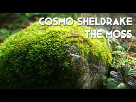 Cosmo Sheldrake The Moss Except You Re Eating The Sun With Your