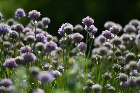 D Couvrez Le Conservatoire National Des Plantes Parfum M Dicinales