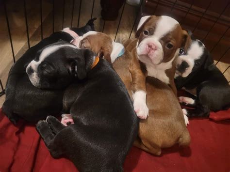 BOSTON TERRIERS FOR SALE America S Pet Registry