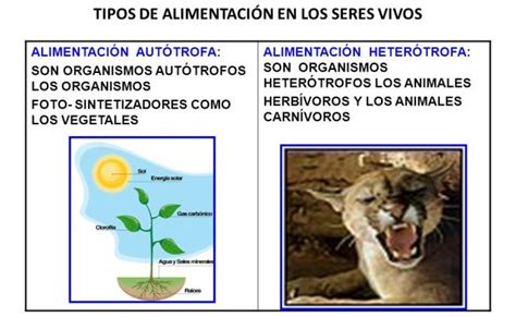 Nutricion De Los Seres Vivos Tipos De Nutricion Autotrofa Y Heterotrofa Clasificacion De La