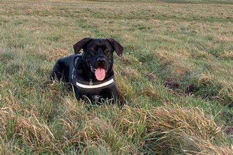 Cane Corso German Shepherd Mix: This Dog Will Fascinate You