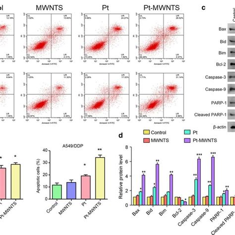 Pt Mwnts Induced Cell Apoptosis Of A549 And A549ddp A Representative