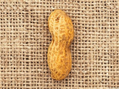 Aap Endorses Early Peanut Introduction For High Risk Infants