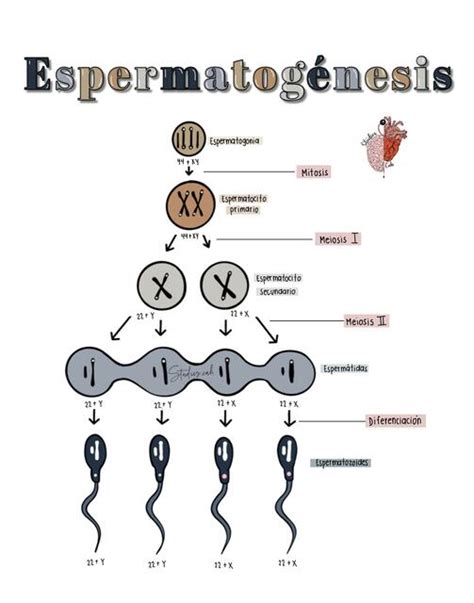 Espermatogénesis Cielo uDocz