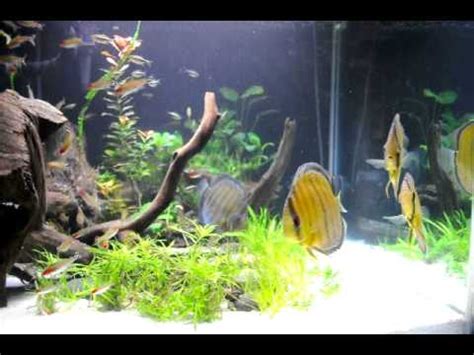 Gallon Discus Cube Youtube